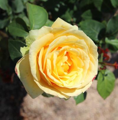 St patrick rose gold size 12 St Patrick Rose | Spring Hill Nurseries main image 3