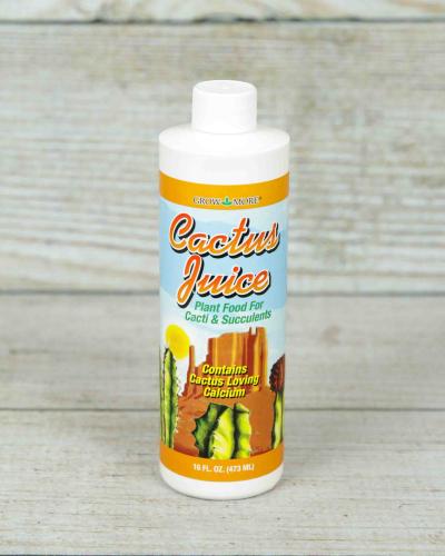 pine cone cactus Shop 'Triple Pinecone Cactus' Care & Info main image 1