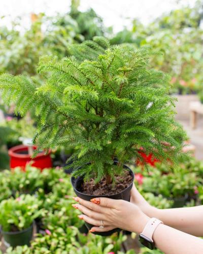 Norfolk Pine (Araucaria heterophylla) 6" - $34.99