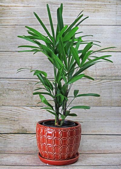 neon pothos plant Buy Pothos Neon Houseplant Online