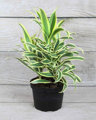 Buy Song of India Houseplant 6 inch | Bath Garden Center
