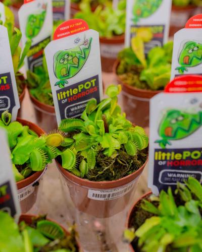 Buy Venus Fly Trap (Dionaea muscipula) 3" | Bath Garden Center