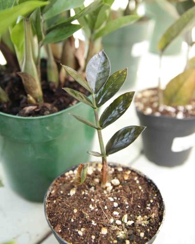 Buy ZZ Plant Black Raven | Bath Garden Center & Nursery
