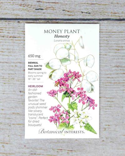 Order Honesty Money Plant Seeds | Bath Garden Center