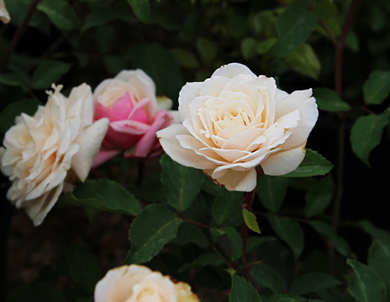 Belinds rêve des roses