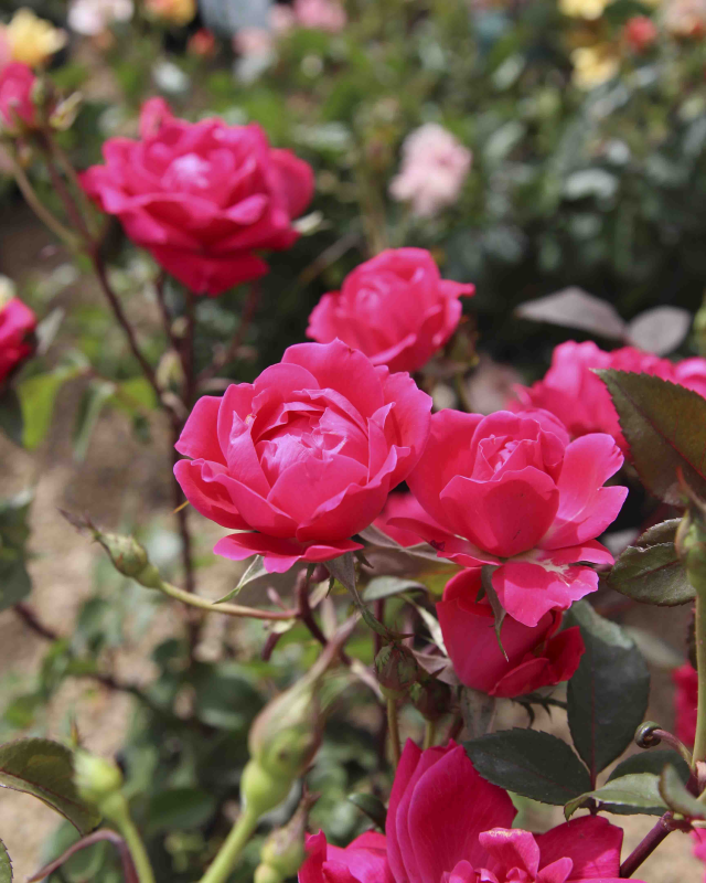 Pink Double Knock Out® Rose