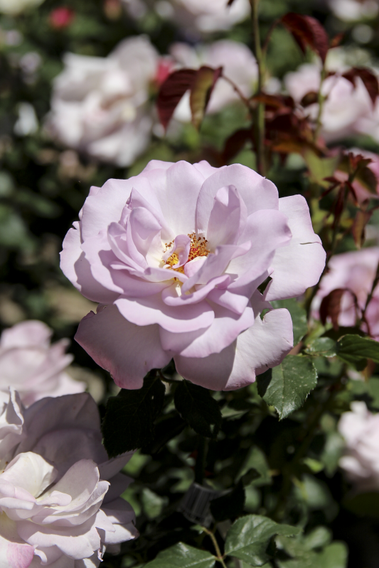 Silver Lining Rose 3 gallon