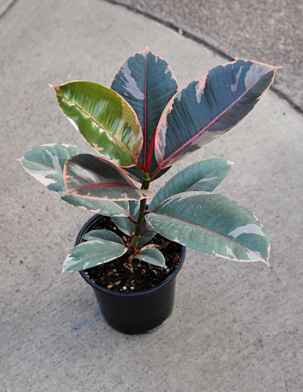 Ruby Variegated Rubber Tree - House and Patio Trees from the Arbor Day Tree  Nursery - Arbor Day Foundation