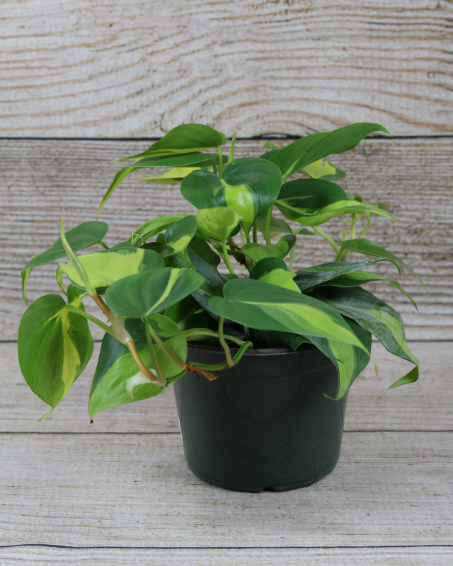 Philodendron Brasil (Philodendron Hederaceum) Plant 8 in. Hanging Basket