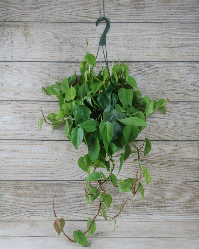 Philodendron cordatum 'Brasil' 8