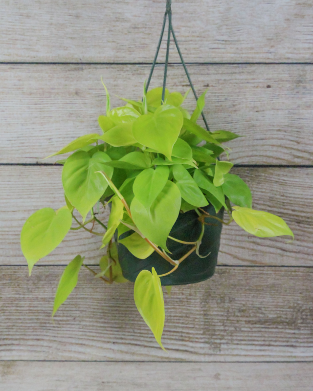 12 in. Tropical Foliage Philodenron Hanging Basket Plant