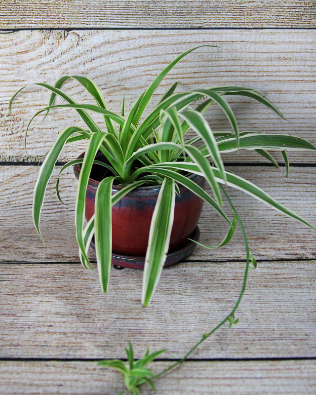 Spider Plant Chlorophytum comosum