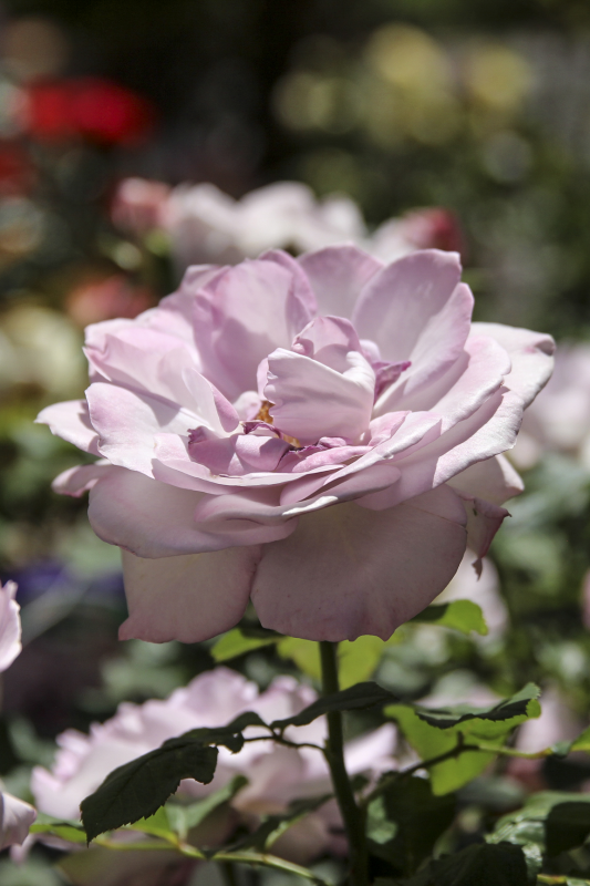 Silver Lining Rose 3 gallon