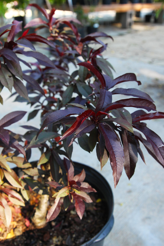 Prunus - Bonfire Dwarf Peach Tree