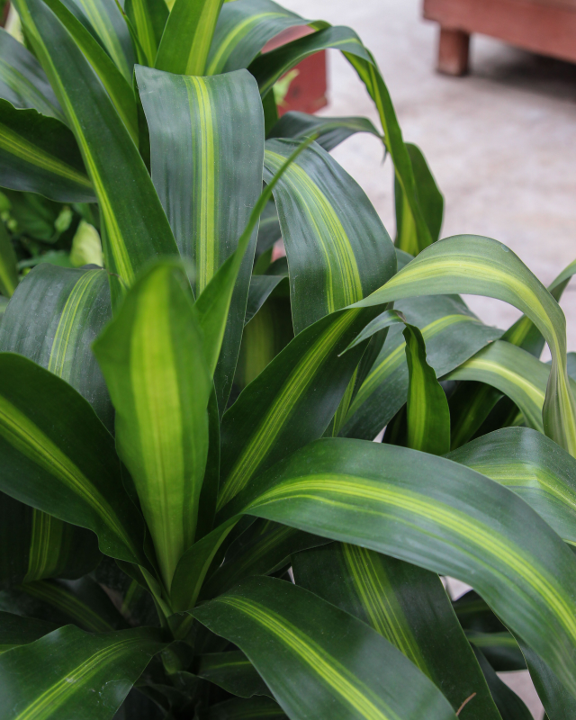 Dracaena 'Hawaiian Sunshine Cane' (Dracaena fragrans) 10"