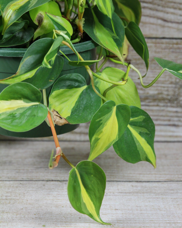 Philodendron Brasil (Philodendron Hederaceum) Plant 8 in. Hanging Basket