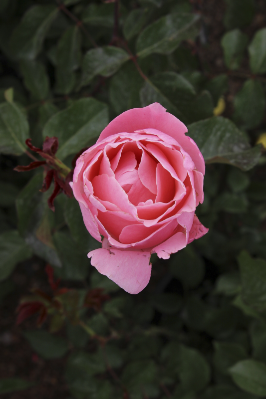 How to Grow and Care for Queen Elizabeth Rose