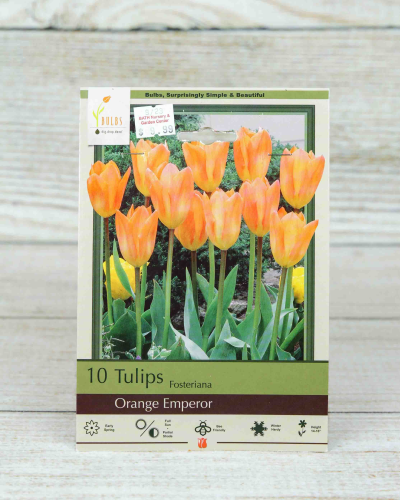 An image of Tulip (Orange Emperor)