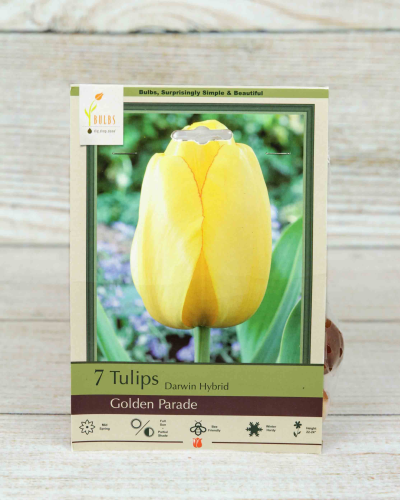 An image of Tulip (Golden Parade)