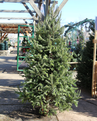 An image of Fresh Cut Christmas Tree (Balsam Fir) 7 feet