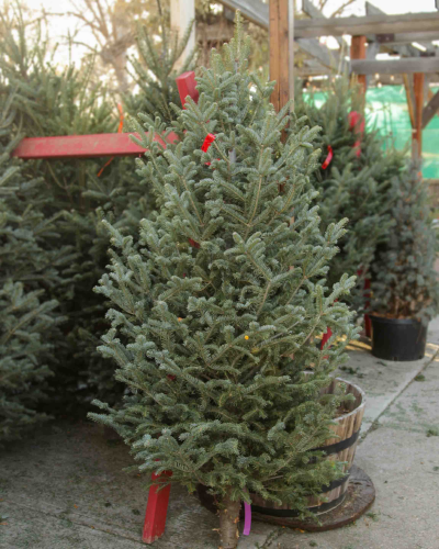 An image of Fresh Cut Christmas Tree (Canaan Fir) 6-8 feet