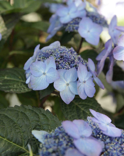 An image of Hydrangea Endless Summer Pop Star (Hydrangea macrophylla) 2 gallon