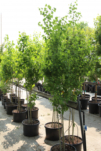 An image of Aspen Tree (Quaking Aspen) Multi Stem 10 gallon
