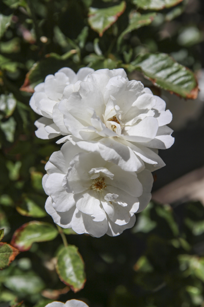 An image of Pillow Fight Rose 3 gallon