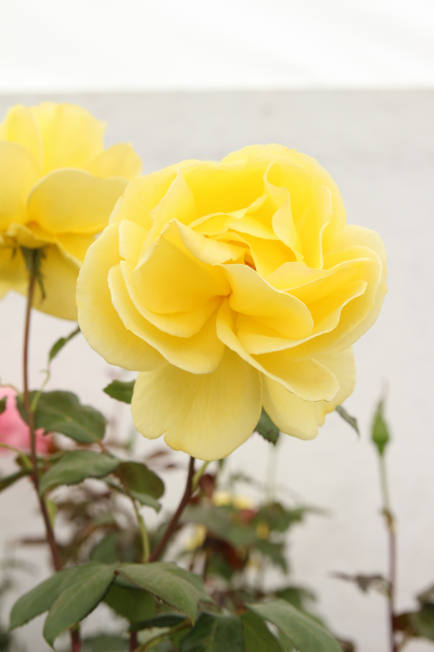 Radiant Perfume Rose gallon