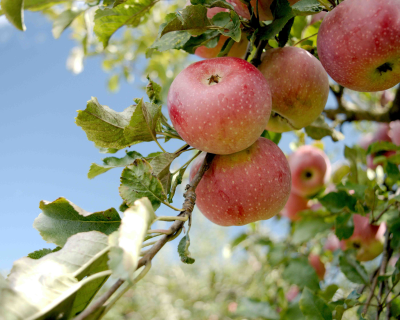 Apple - taiga Aztec Fuji® Apple Tree - Stark Bro's