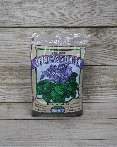 buy philodendron selloum Philodendron selloum main image 1