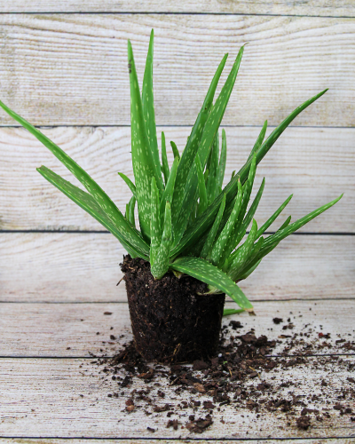 aloe vera saft bestellen Kaufen Sie Bio Aloe Vera Saft 500ml – Fushi Wellbeing