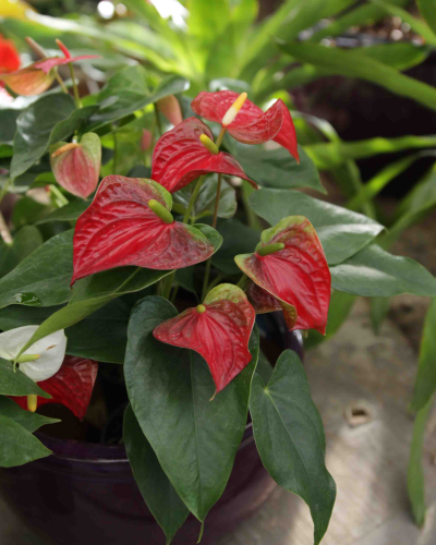 pothos plant lowes 4