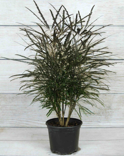 Buy False Aralia 6 inch | Bath Garden Center