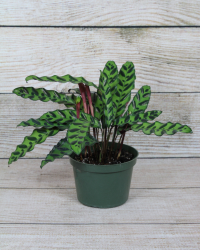 Buy Rattlesnake Plant: Calathea lancifolia 6" | Bath Garden Center