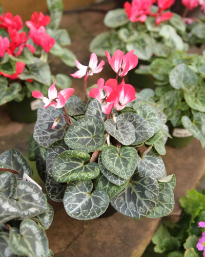 An image of Cyclamen (Cyclamen persicum) 4"