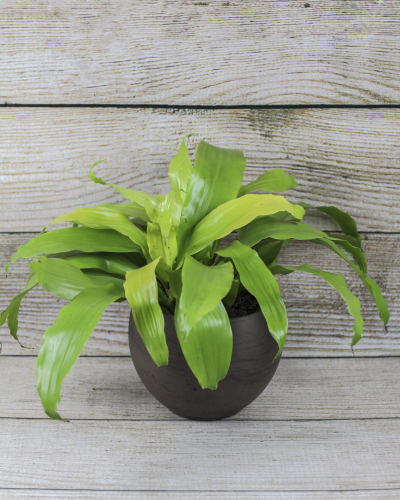 Buy Dracaena Limelight (Dracaena deremensis) - 6"