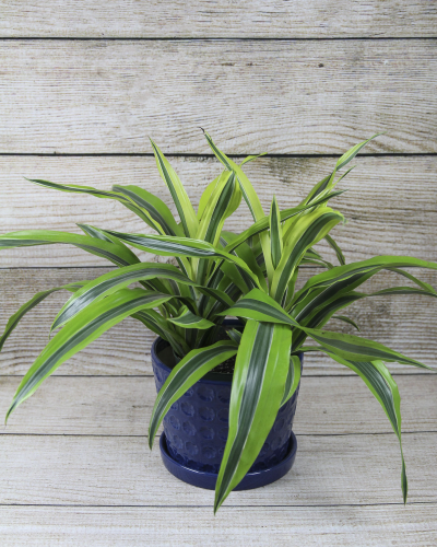 An image of Dracaena Warneckii Gold Star (Dracaena deremensis) 8"