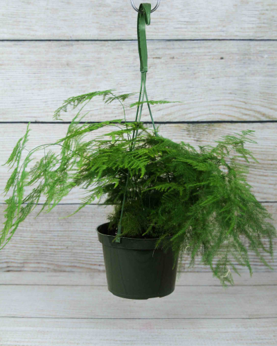 curling spider plant Curly Spider Plant 'Bonnie' for Sale