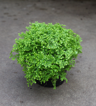 An image of Selaginella Fern (Selaginella kraussiana) 6"