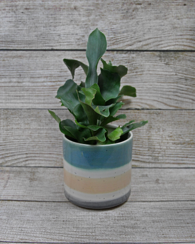 An image of Fern Staghorn (Platycerium bifurcatum) 6" hanging basket