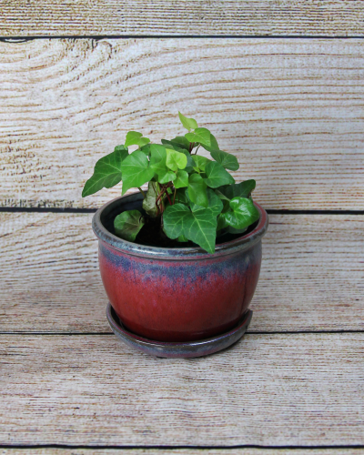 An image of Ivy (English) 8" Hanging Basket