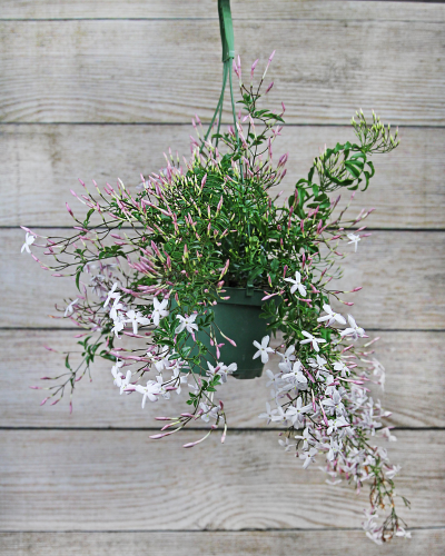 An image of Jasmine 6"