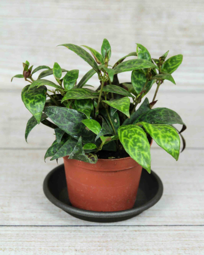 Lipstick Plant Black Pagoda 4"