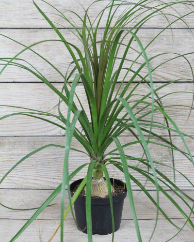 Buy Ponytail Palm Houseplant 6 inch | Fort Collins, Colorado