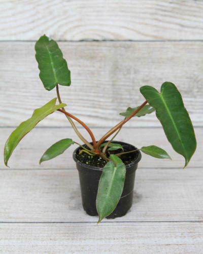 Philodendron Billietiae 4"