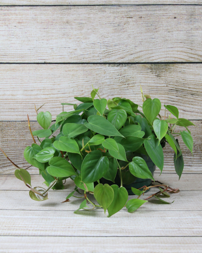 money tree plant where to place Money Tree Plant Care - How to Grow Pachira aquatica