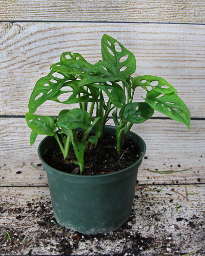 thumbnail.php?plu=255152200062