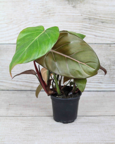 succulent plant subscription Succulent Lovers | Monthly Plant Subscription Box