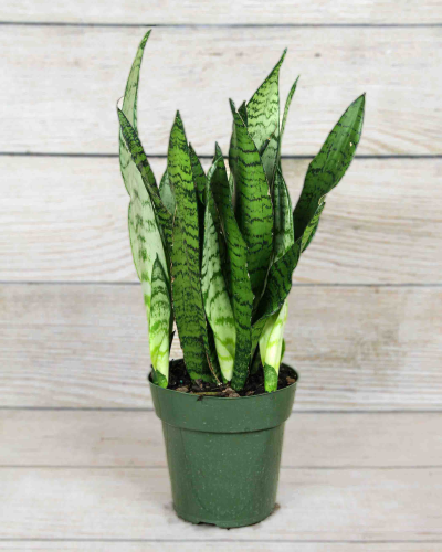 サンスベリア Sansevieria Nillapat サンスベリア Sansevieria Nillapat
